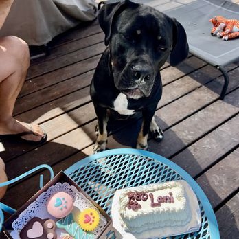 Redondo Dog - Our Cane Corso 1st birthday. - Pet Services Near Me - Carson, California Redondo Dog - Our Cane Corso 1st birthday. - Pet Services Near Me - Carson, California