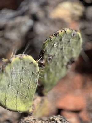 Red Rock State Park by null