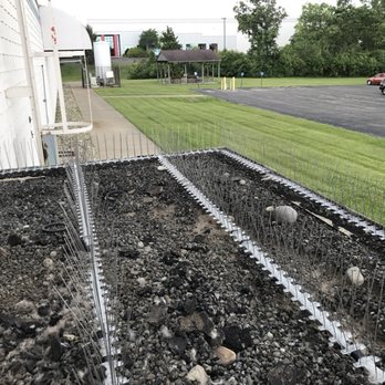 Animal Remover - Mega bird spikes installed - Pest Control Near Me - Cincinnati, Ohio Animal Remover - Mega bird spikes installed - Pest Control Near Me - Cincinnati, Ohio
