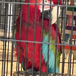Popcorn Park Zoo - Parrot