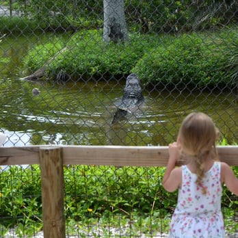 Naples Zoo - Kids looking at alligator - Zoos Near Me - Naples, Florida Naples Zoo - Kids looking at alligator - Zoos Near Me - Naples, Florida