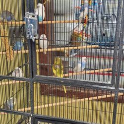 Magnolia Bird Farm - Beautiful parakeets