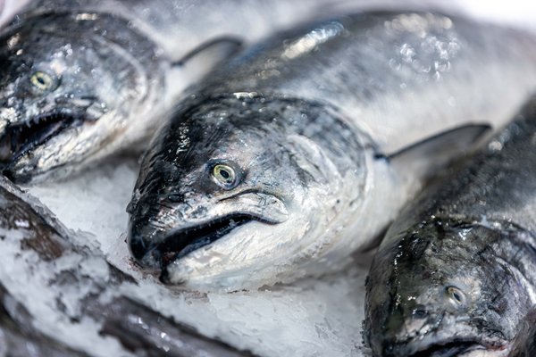 Pike Place Fish Market by null