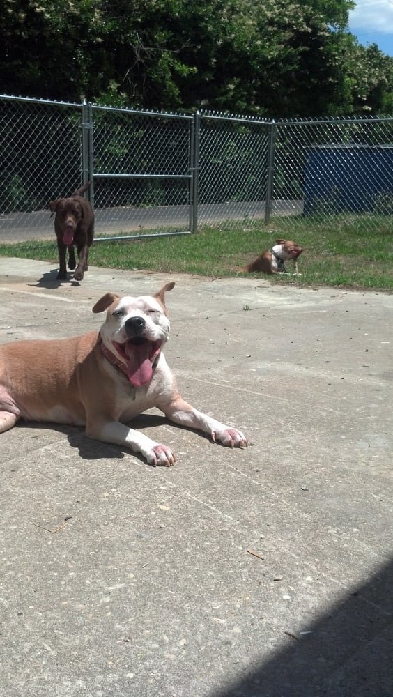 Just Like Home Pet Daycare Image
