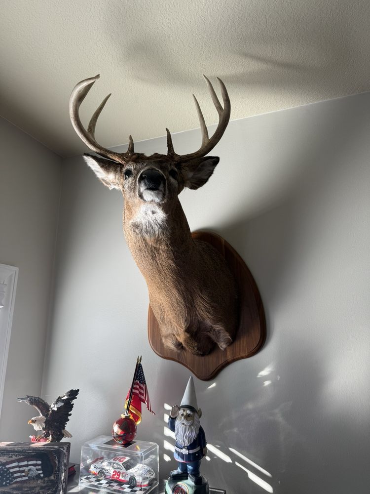 Bucky’s Taxidermy - taxidermy in Grafton, WI