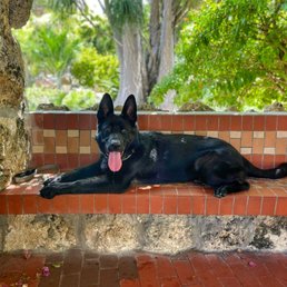 Thor in a place position with distractions around.