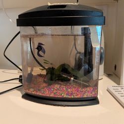 Bubbles our betta is happy!