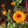 Peaceful Valley Farm & Garden Supply gift card
