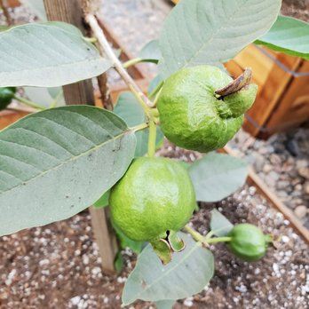 Arcadia Garden - Diamond guava - Nurseries & Gardening Near Me - El Monte, California Arcadia Garden - Diamond guava - Nurseries & Gardening Near Me - El Monte, California