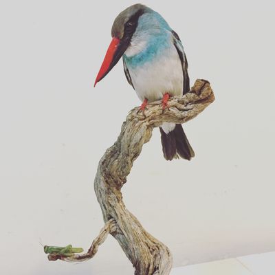 Prey Taxidermy by null