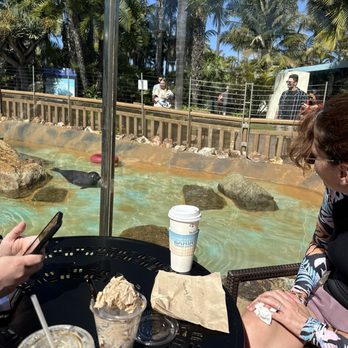 Bahia Resort Hotel - Seals from the coffee shop! - San Diego, CA