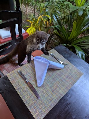 Occidental Cozumel by null