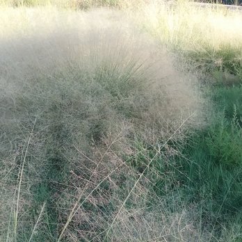 River Park Trail - Fall grasses - Parks Near Me - El Paso, Texas