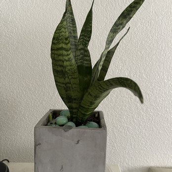 Evergreen Garden Center - Snake plant - Nurseries & Gardening Near Me - Clovis, California Evergreen Garden Center - Snake plant - Nurseries & Gardening Near Me - Clovis, California