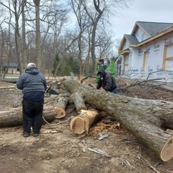 GoJo - Tree work
