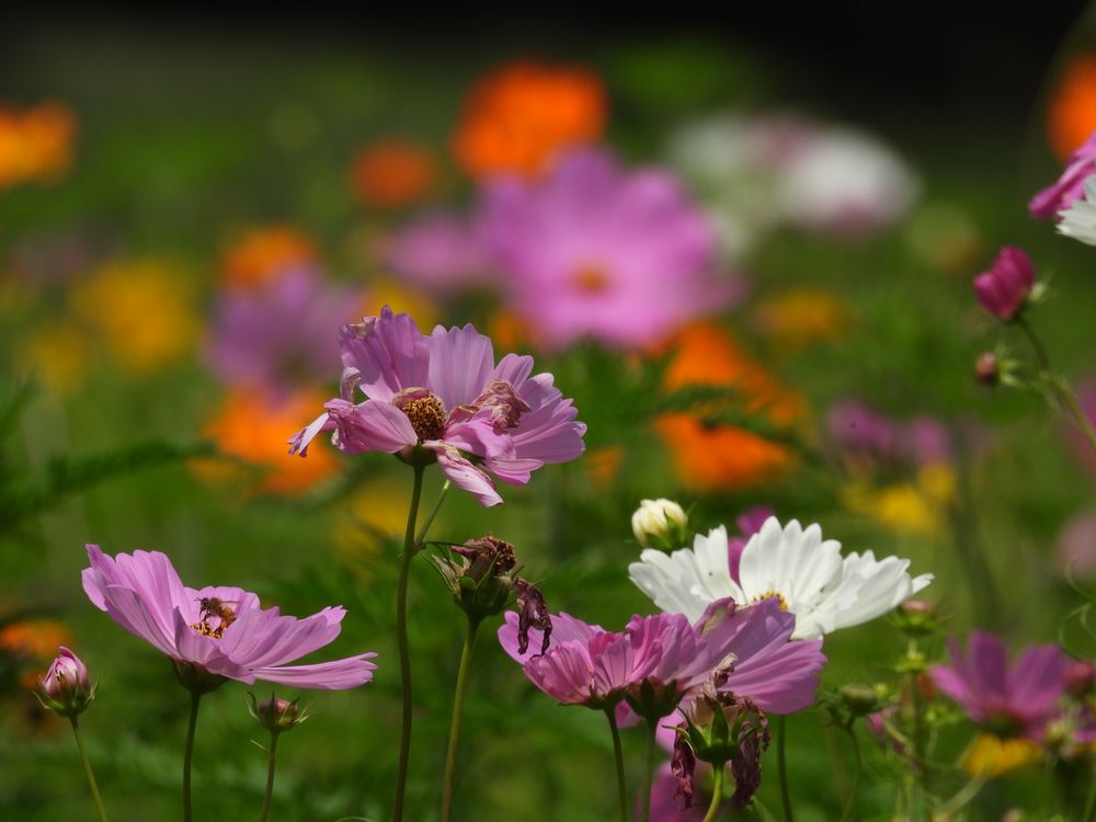 Wegerzyn Gardens Metroparks