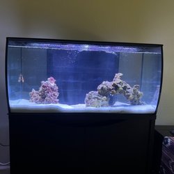 Splash Aquarium - Salt water tank