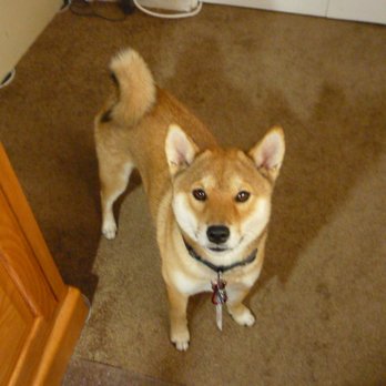 Charli's Pet Sitting - Hanna - Pet Sitting Near Me - Newbury Park, California Charli's Pet Sitting - Hanna - Pet Sitting Near Me - Newbury Park, California