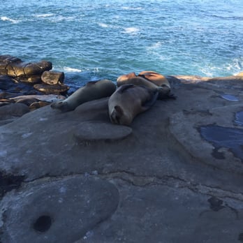 La Jolla Cove - Napping like cats - Parks Near Me - La Jolla, California