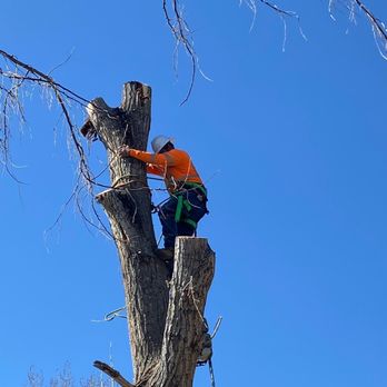 Villa Tree Services - Tree Services Near Me
