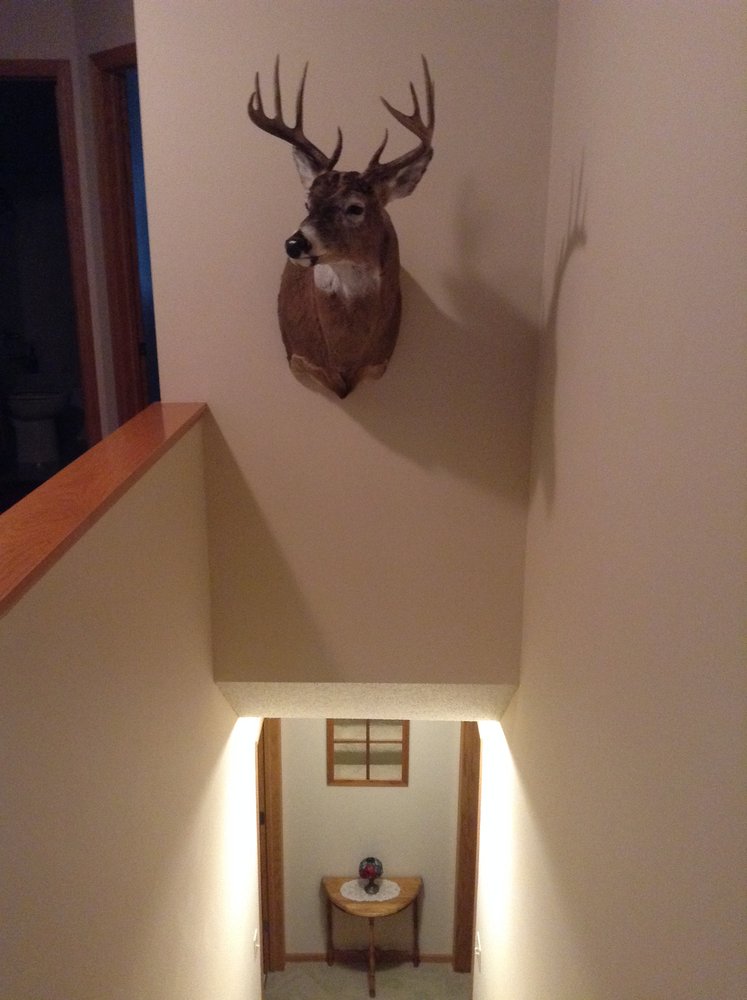 Taxidermy Mike's - taxidermy in Andover, MN