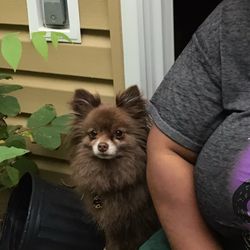Mountain View Animal Emergency - Our dearest Ms. Annabelle Brown