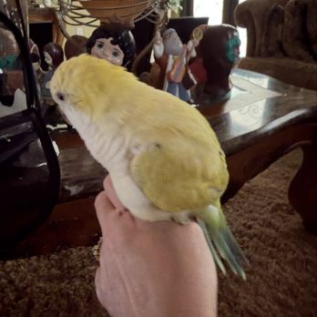 Beverly's Pet Center - This is after they cut off my Cosmos wings ! They are gone .. - Pet Stores Near Me - Pembroke Pines, Florida