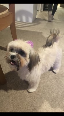 bernadette's doggy spa