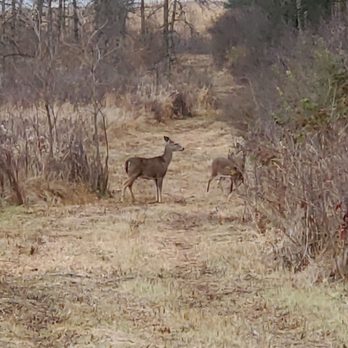 Orland Grassland - Deer - Hiking Near Me - Orland Park, Illinois Orland Grassland - Deer - Hiking Near Me - Orland Park, Illinois