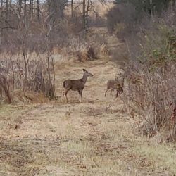 Orland Grassland - Deer