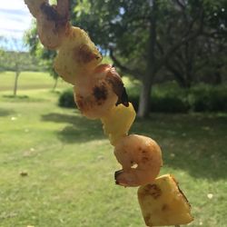 Honolulu Pineapple - Shrimp kabob