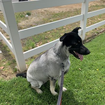 Four Paws Inn - My doggo - Pet Sitting Near Me - Banning, California
