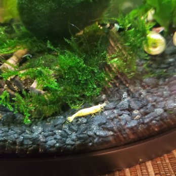 405 Tropical Fish - Yellow shrimp that I got. Look how beautiful it is! Moss ball was also from there! - Local Fish Stores Near Me - Westminster, California 405 Tropical Fish - Yellow shrimp that I got. Look how beautiful it is! Moss ball was also from there! - Local Fish Stores Near Me - Westminster, California