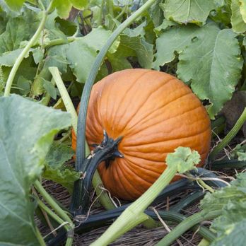 Meadowlark Farm - Pick Your Own Farms Near Me - Rose Hill, Kansas Meadowlark Farm - Pick Your Own Farms Near Me - Rose Hill, Kansas