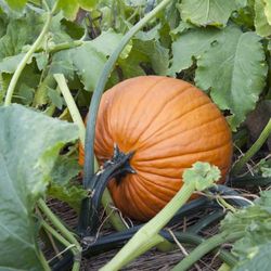 Meadowlark Farm