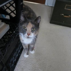 Franklin County Animal Rescue - Belle loves to be petted and shares big purrs with us all the time!