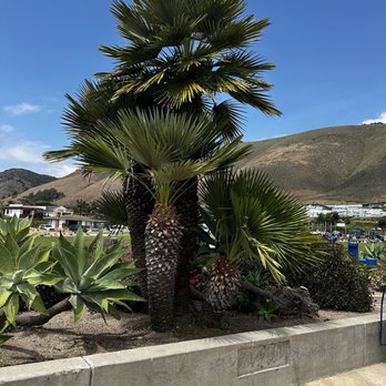 Dinosaur Caves Park - European Fan Palm - Parks Near Me - Pismo Beach, California