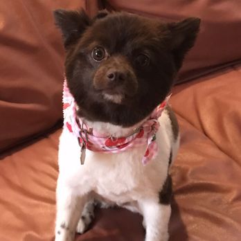My Pet Parlor - Pet Groomers Near Me - Chicago, Illinois My Pet Parlor - Pet Groomers Near Me - Chicago, Illinois