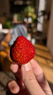 Marufuji Japanese Market by null