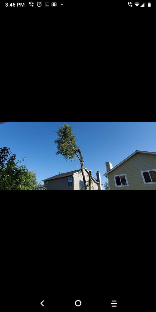 Kodiak Tree Care - tree service in Colorado Springs, CO