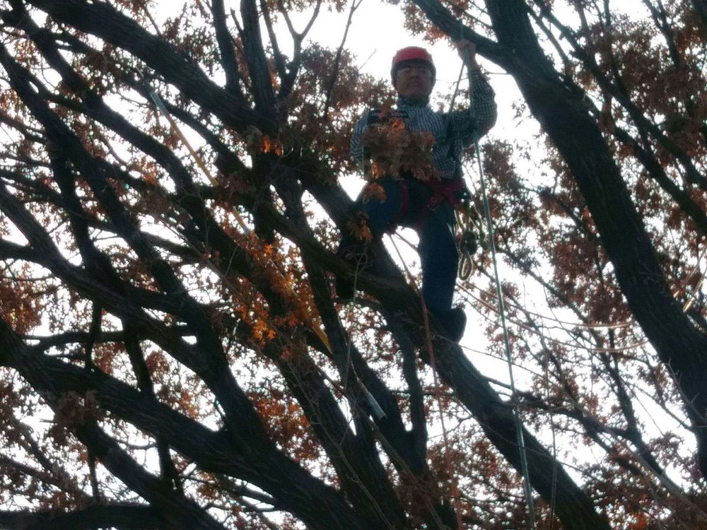 Jaimes Tree Service - tree service in Dallas, TX
