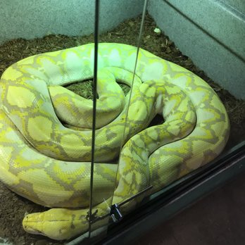 REPTILE RAPTURE - Updated February 2026 - 37 Photos & 24 Reviews - 6308