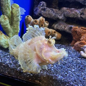 Aquarium At The Boardwalk - Aquariums Near Me - Branson, Missouri