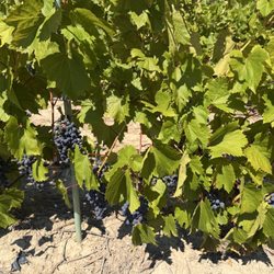 Vignoble Côte de Vaudreuil