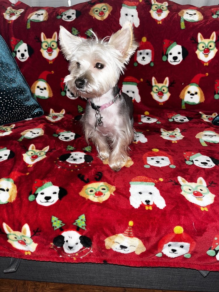 KATY GROOMING 47 Photos & 24 Reviews 1603 N Westgreen Blvd, Katy, Texas Pet Groomers