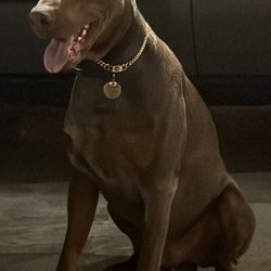 Nash County Animal Hospital - NEGAN