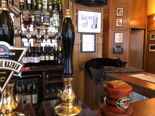 Photo of The Coach & Horses - London, XGL, GB. Wonderful bar cat