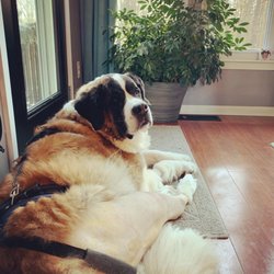 Synergy Veterinary Care - Scout, post-op.