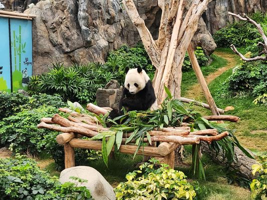 Ocean Park by null