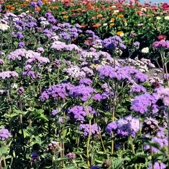 Heap's Giant Pumpkin Farm - U-pick flowers - Pumpkin Patches Near Me - Minooka, Illinois